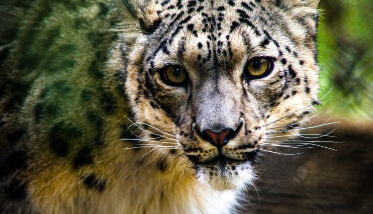 Snow Leopards Are the Latest Cats to Get the Coronavirus