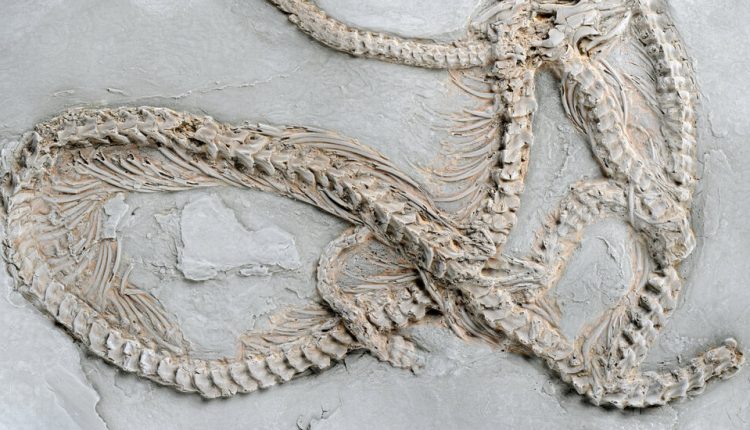 Pythons Slithered Through Europe Before Coiling Around the World