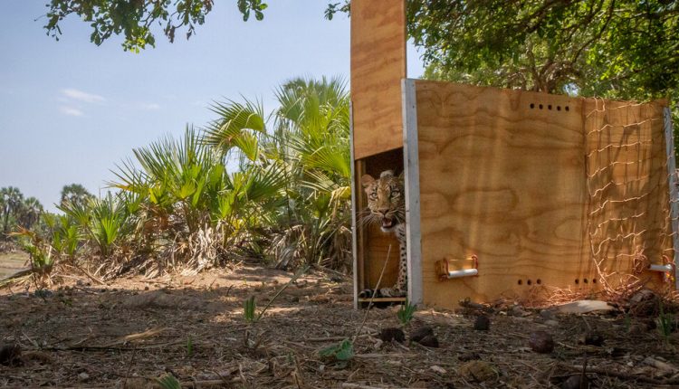 How This Spot (in Mozambique) Got Its Leopard