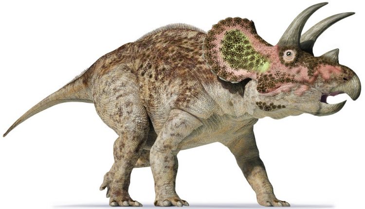 Another Thing a Triceratops Shares With an Elephant