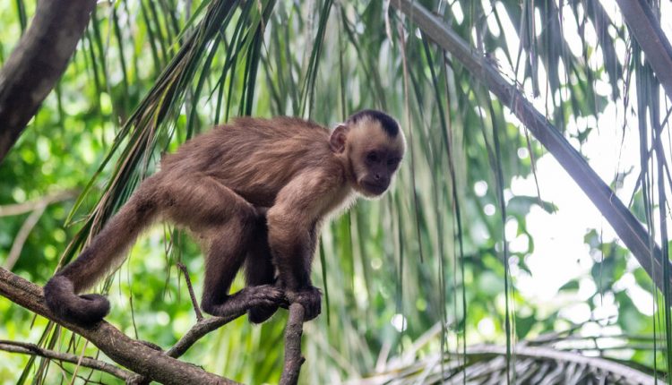 Florida ‘Monkey Whisperer’ Is Charged With Illegal Animal Sales