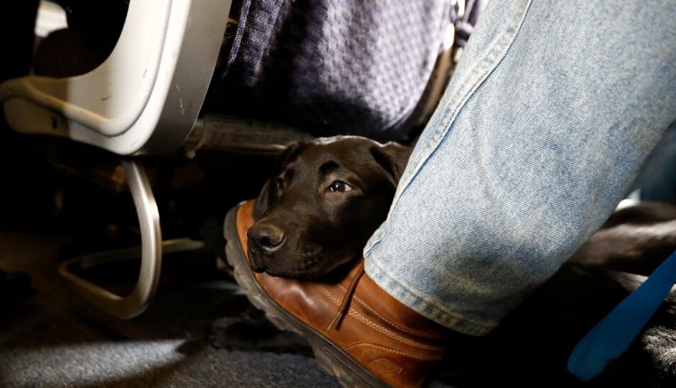 Pet Food Recall is Expanded After 70 Dogs Die