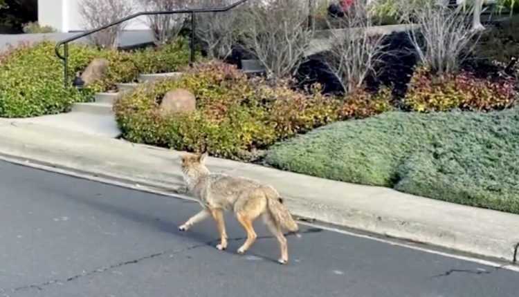 DNA Points to Single Coyote in Series of Attacks in California