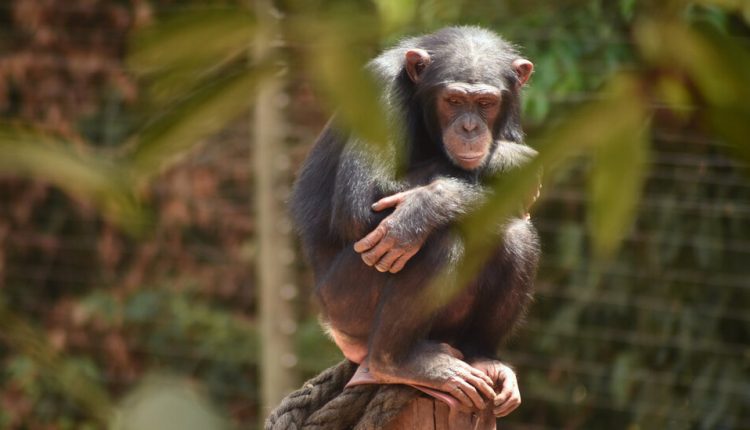 Lethal Chimp Disease Is Linked to Newly Identified Bacteria
