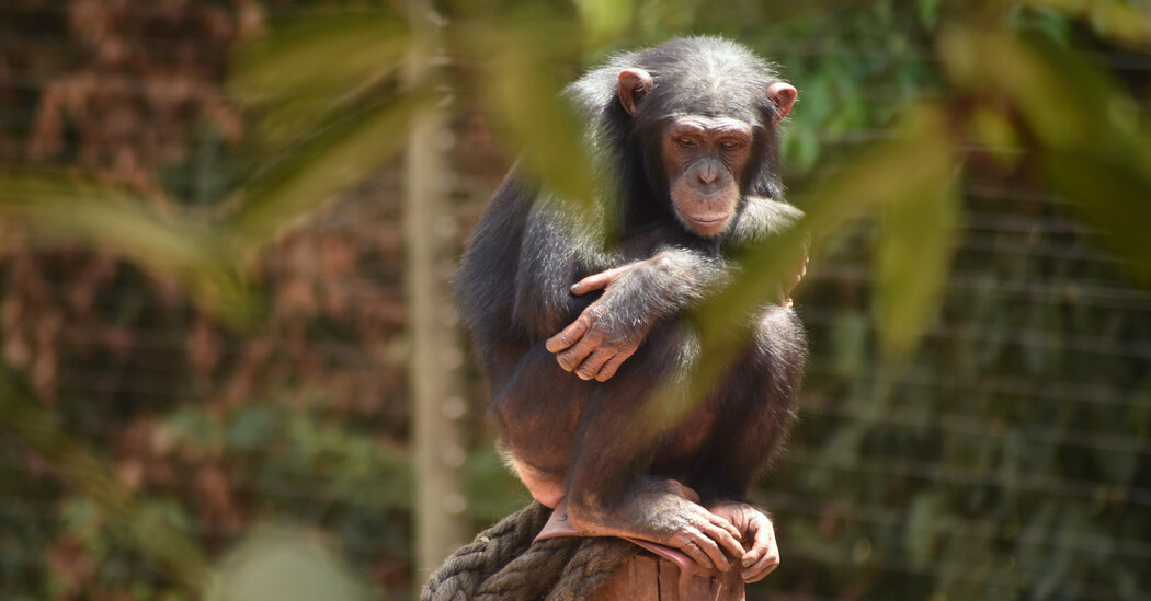 Lethal Chimp Disease Is Linked to Newly Identified Bacteria