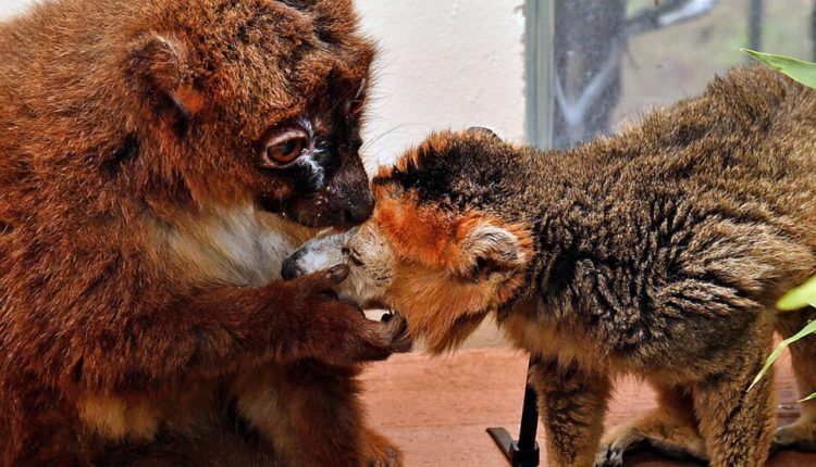 ‘Our Goal is That No Lemurs Live Alone’