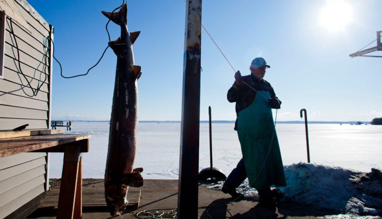 Wisconsin Official Traded Sturgeon Research Eggs for Caviar, Prosecutors Say