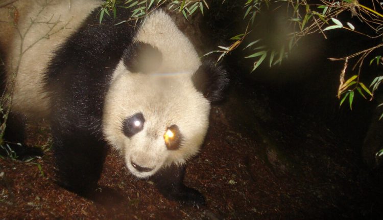 For Shielding Endangered Neighbors, Pandas Make Flimsy Umbrellas