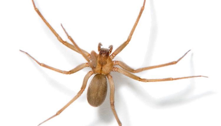 Need a Book With That Spider?