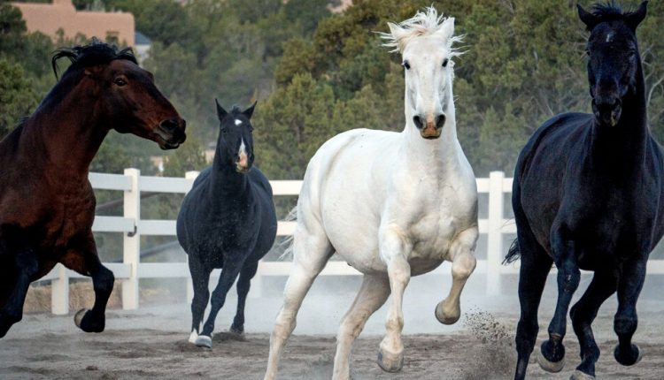 Can We Learn Anything From Horses?