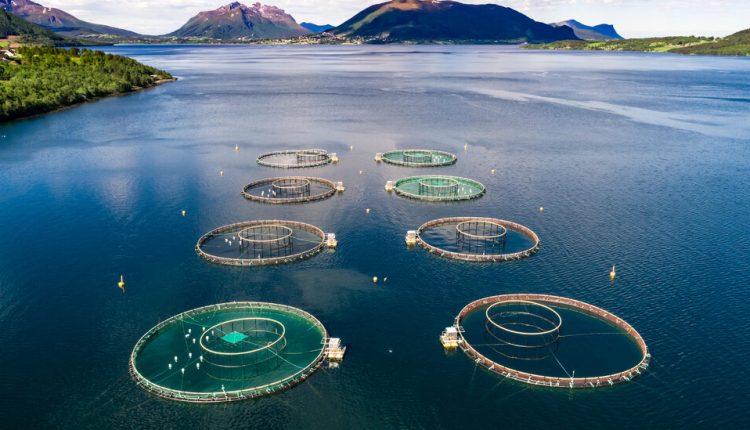 That Salmon on Your Plate Might Have Been a Vegetarian
