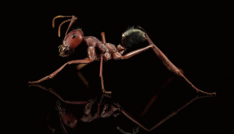 Let Us Now Praise Tiny Ants