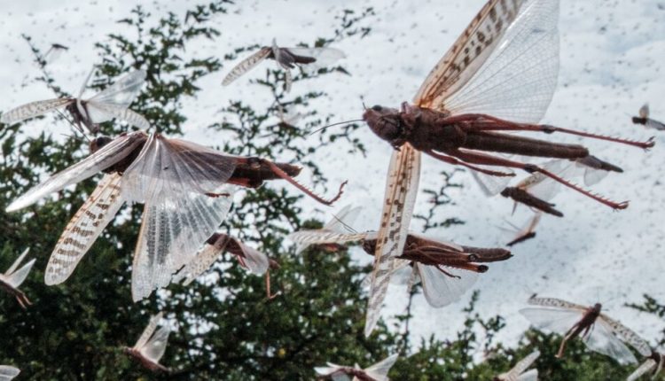As Locusts Swarmed East Africa, This Tech Helped Squash Them