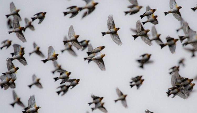 On the Menu at a Lunch in Italy: Protected Songbirds