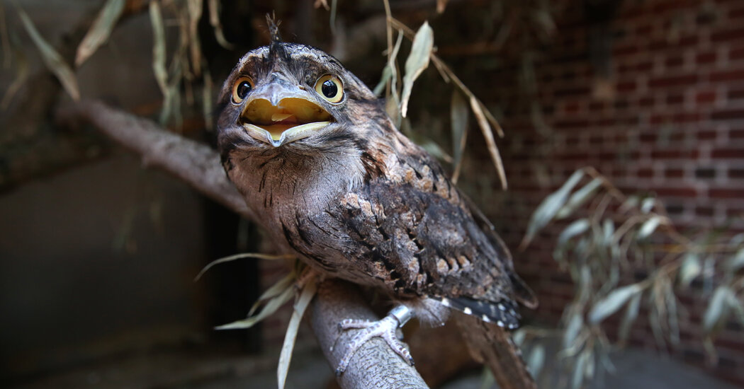 Frogmouths Are Instagram’s Most Photogenic Birds, German Researchers Say