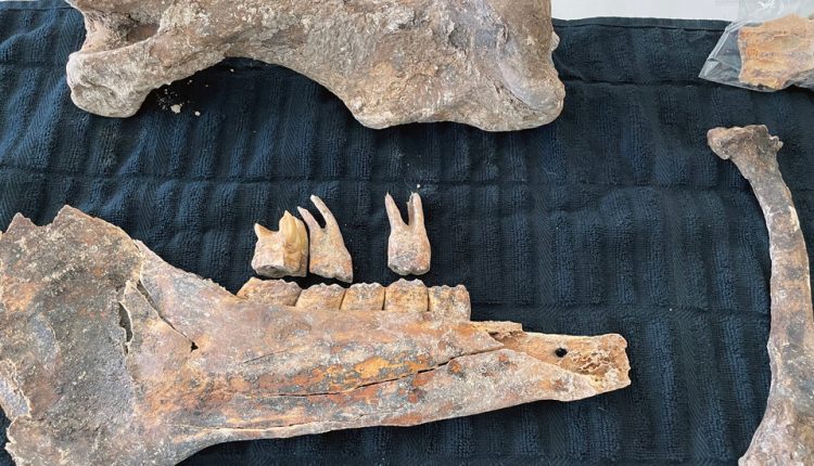 Horse Fossil, Possibly From the Ice Age, Is Found in Las Vegas Backyard