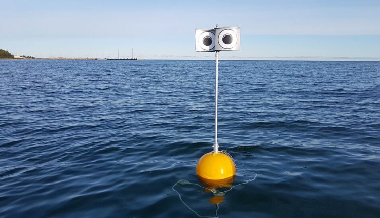 The Birds and the Buoys: Using Googly Eyes to Avert Extinction