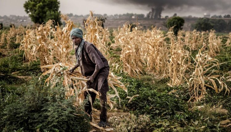 Intruder Pests May Drain Trillions From Africa’s Economies, Study Finds
