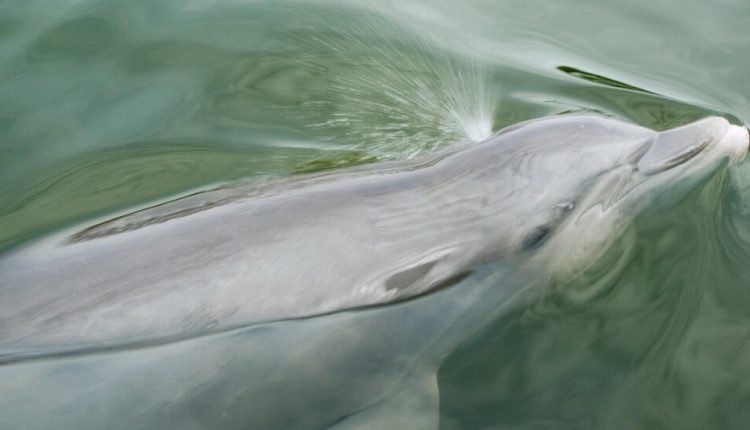 Bird Flu Found in Dolphin in Florida and Porpoise in Sweden