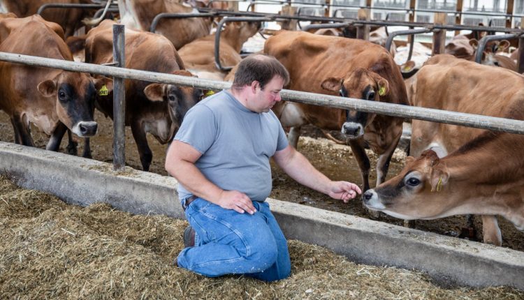 Is Dairy Farming Cruel to Cows?