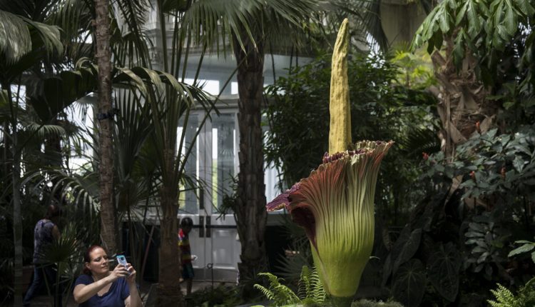 Saving Corpse Flowers From Being Inbred to Extinction