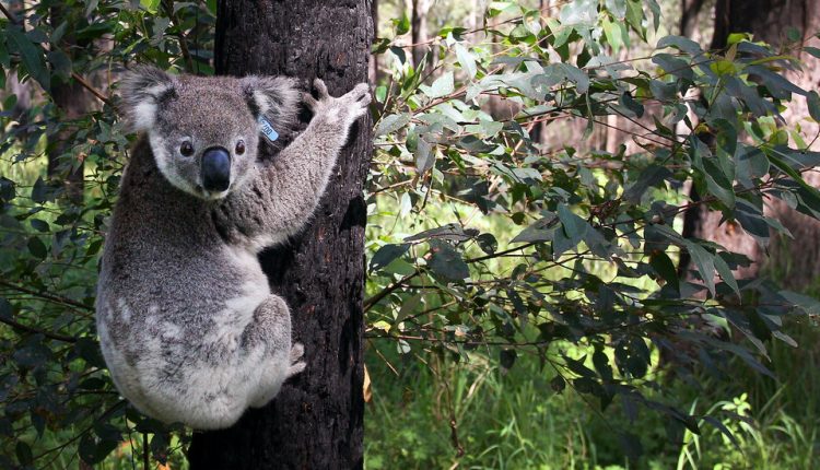 Australia Gears Up for the Great Koala Count, Using Drones, Droppings and Dogs