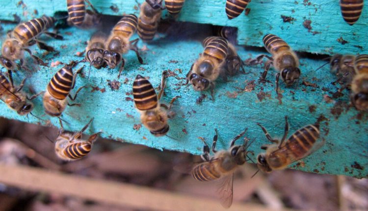 Menaced by Murder Hornets, Bees Decorate Their Hives With Poop