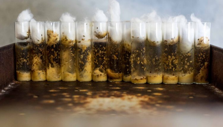 Fruit Flies Are Essential to Science. So Are the Workers Who Keep Them Alive.