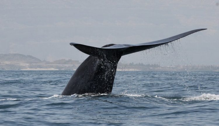 A New Population of Blue Whales Was Discovered Hiding in the Indian Ocean