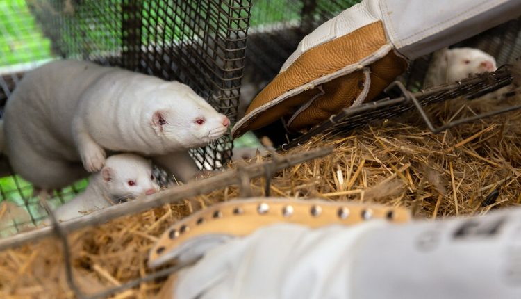 How Mink, Like Humans, Were Slammed by the Coronavirus