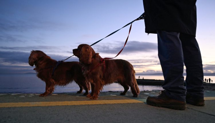 Recall Is Issued for Sportmix Pet Food After 28 Dogs Die