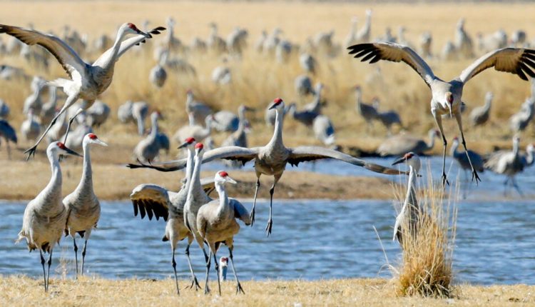 Trump Administration, in Parting Gift to Industry, Reverses Bird Protections