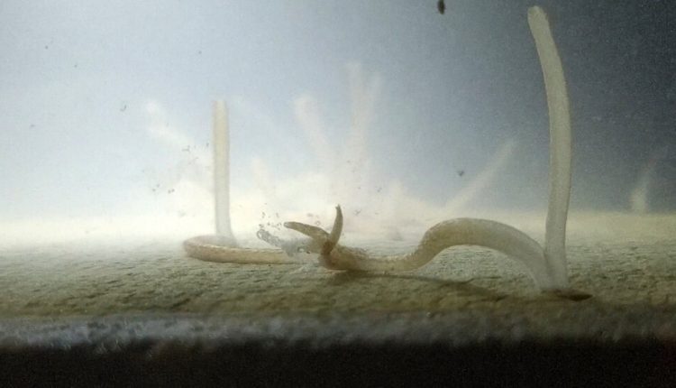 Revealed: The Shipworm Sex Tapes