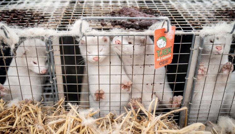 The Coronavirus Kills Mink. They May Get a Vaccine.