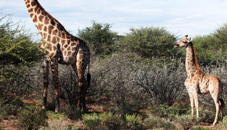How a Dwarf Giraffe Discovery Surprised Scientists