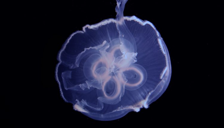 Jellyfish Build Walls of Water to Swim Around the Ocean