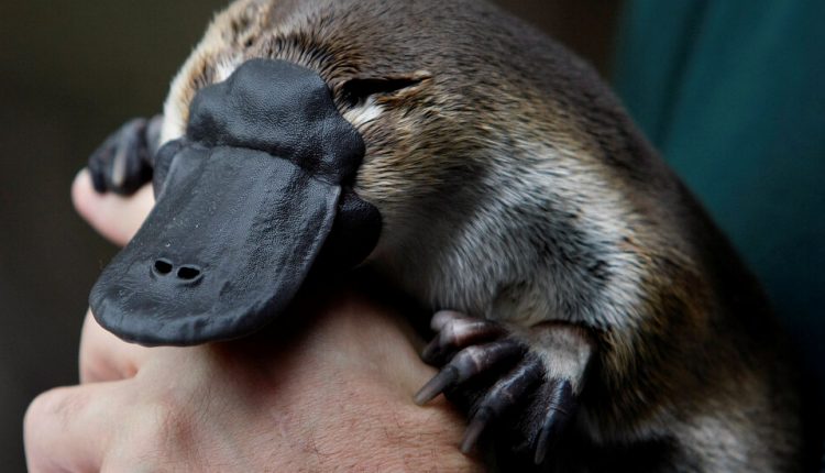 A Question Hidden in the Platypus Genome: Are We the Weird Ones?