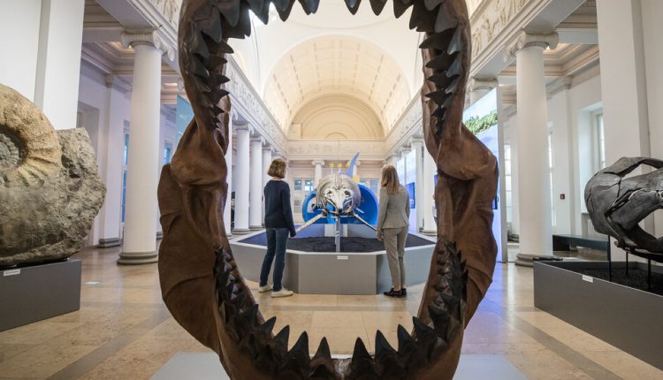Baby Megalodons Were 6-Foot-Long Womb Cannibals, Study Suggests