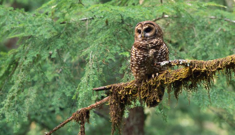 Trump Opens Habitat of a Threatened Owl to Timber Harvesting