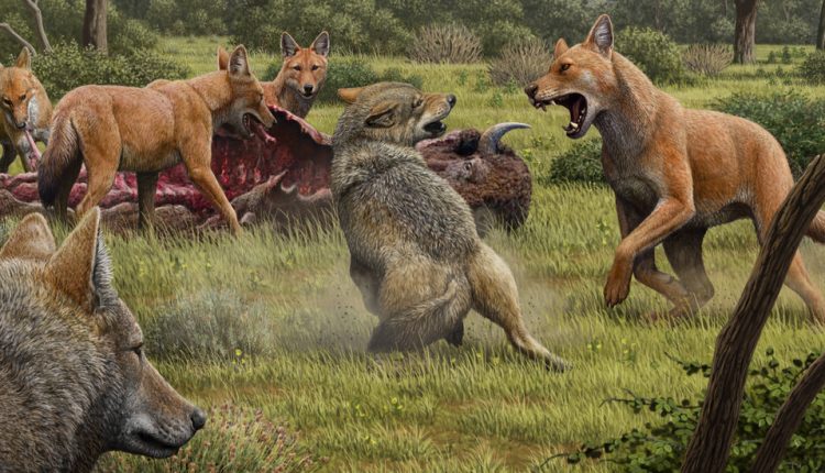 The Real Dire Wolf Ran Into an Evolutionary Dead End