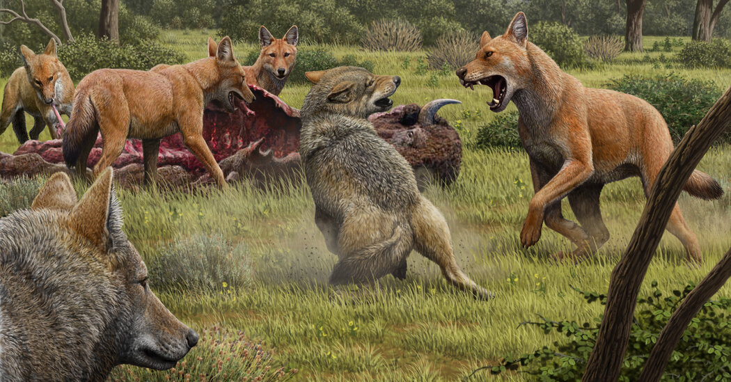 The Real Dire Wolf Ran Into an Evolutionary Dead End