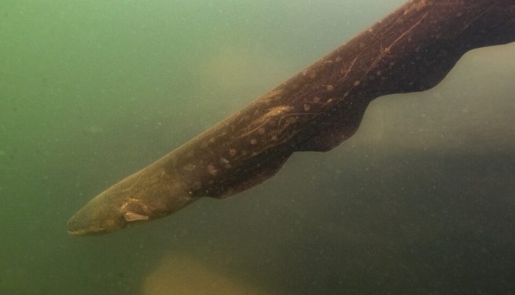 Electric Eels Hunt in Packs, Shocking Prey and Scientists