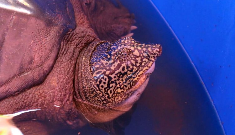 The World’s Rarest Turtle Has a Shot at Escaping Extinction