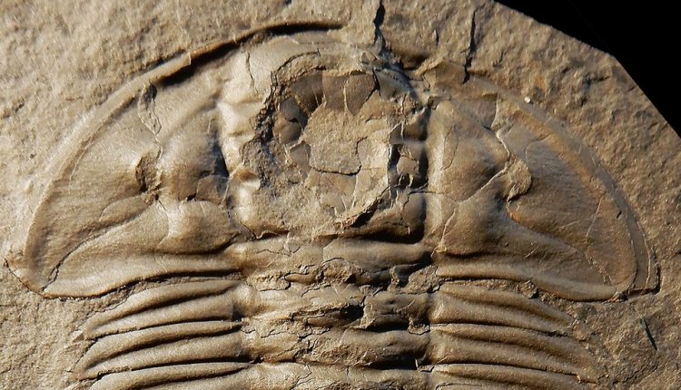 They Put the Bite in Trilobite