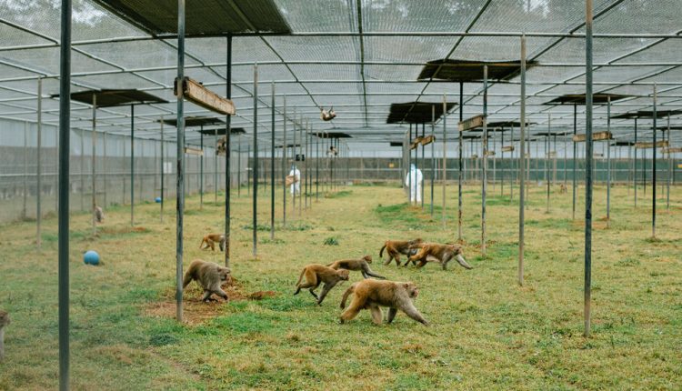 Future Vaccines Depend on Test Subjects in Short Supply: Monkeys
