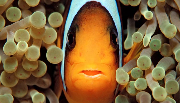 In the Oceans, the Volume Is Rising as Never Before