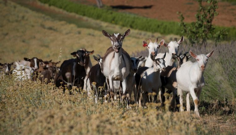 Goats Don’t Vote - The New York Times