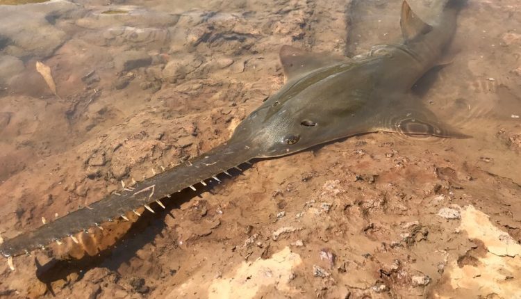 Can These Hedge Trimmers With Fins Avoid a Brush With Extinction?