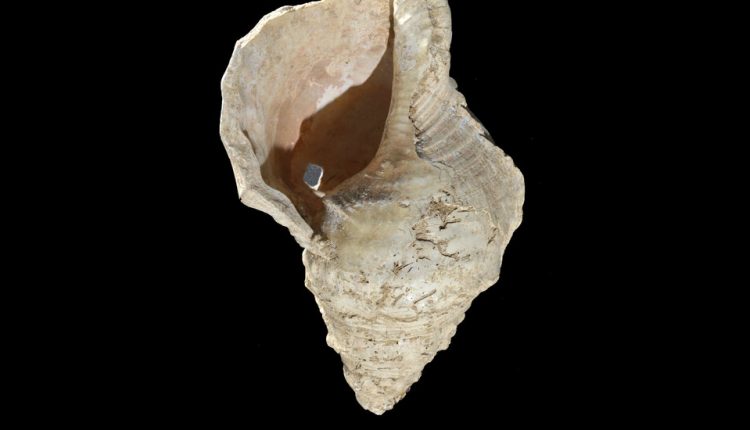 Hear the Sound of a Seashell Horn Found in an Ancient French Cave
