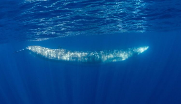 Whale Songs Could Reveal Deep Secrets Beneath the Oceans
